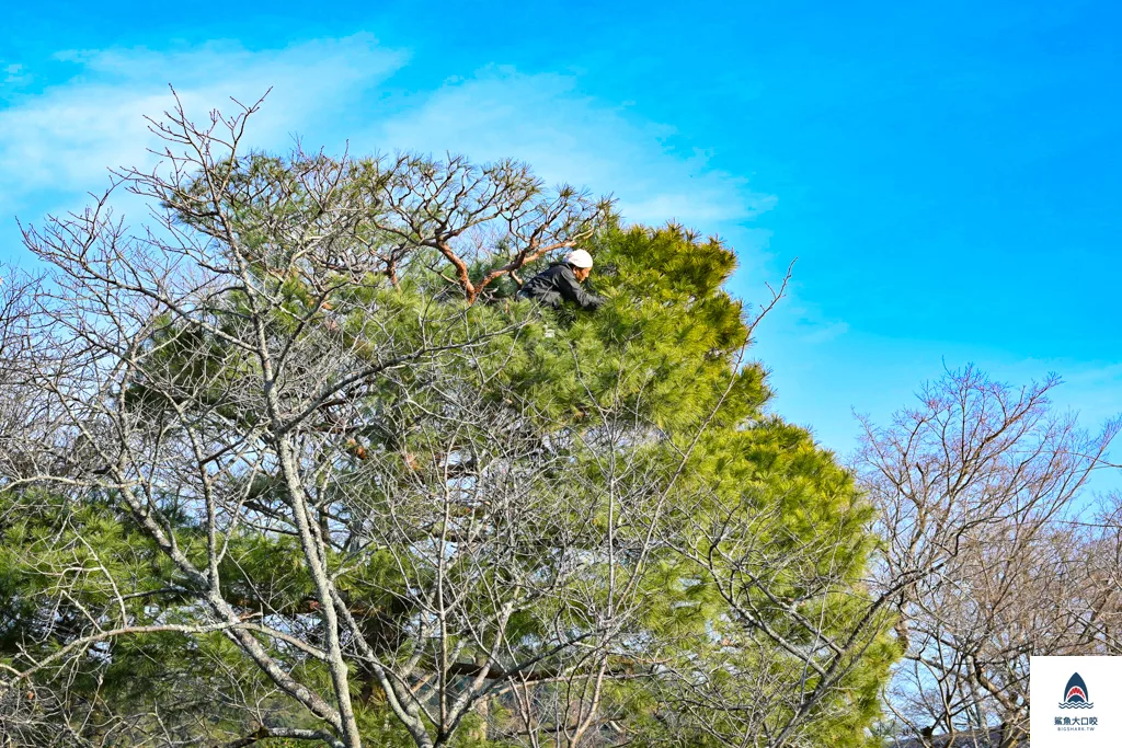 宇治景點,京都景點,宇治平等院,關西景點推薦 @鯊魚大口咬