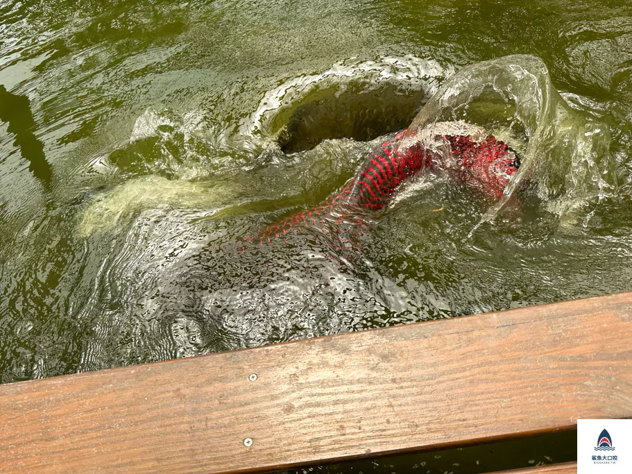 金車礁溪蘭花園附設動植物生態館,宜蘭景點推薦,礁溪景點推薦,礁溪親子景點,宜蘭親子景點 @鯊魚大口咬