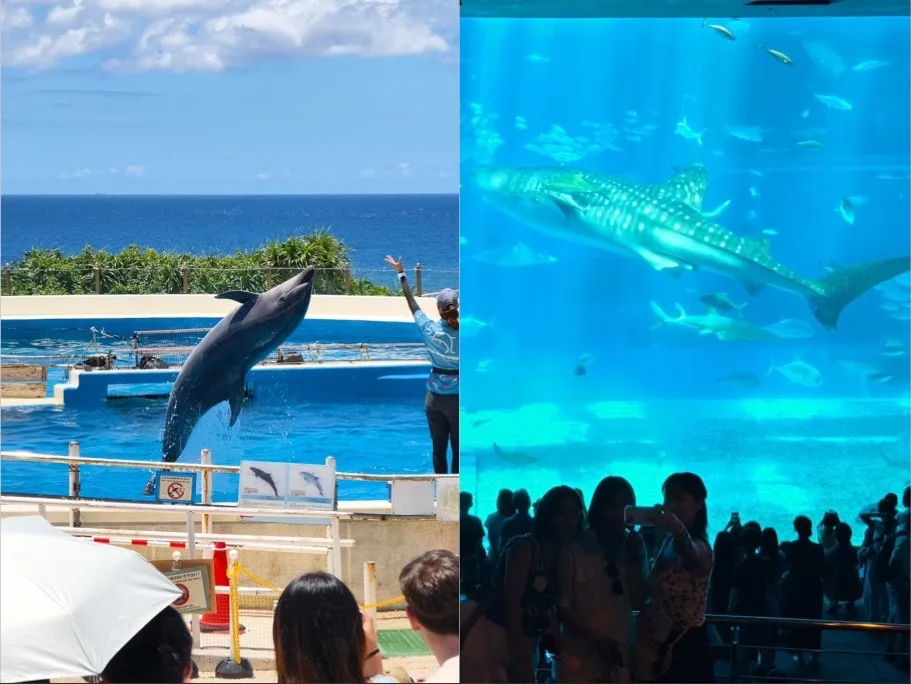 沖繩美麗海水族館門票,沖繩景點推薦,沖繩水族館,沖繩美麗海水族館,沖繩海洋博公園,沖繩必去,沖繩必玩 @鯊魚大口咬