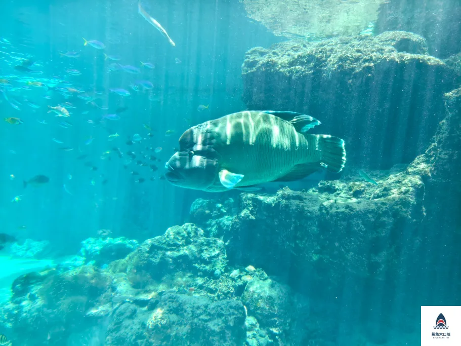 沖繩必去,沖繩必玩,沖繩美麗海水族館門票,沖繩景點推薦,沖繩水族館,沖繩美麗海水族館,沖繩海洋博公園 @鯊魚大口咬