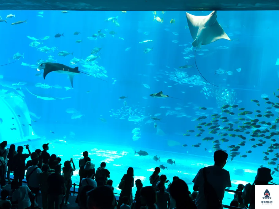 沖繩必去,沖繩必玩,沖繩美麗海水族館門票,沖繩景點推薦,沖繩水族館,沖繩美麗海水族館,沖繩海洋博公園 @鯊魚大口咬