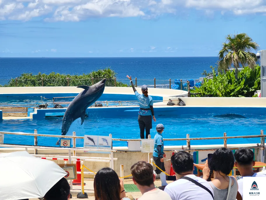 沖繩必去,沖繩必玩,沖繩美麗海水族館門票,沖繩景點推薦,沖繩水族館,沖繩美麗海水族館,沖繩海洋博公園 @鯊魚大口咬