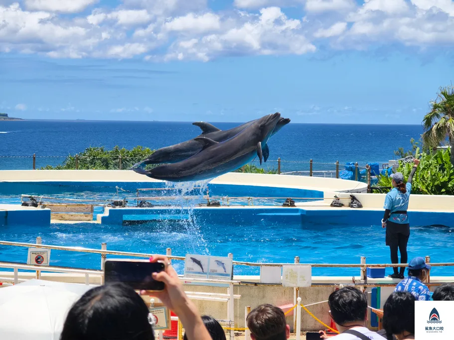 沖繩美麗海水族館門票,沖繩景點推薦,沖繩水族館,沖繩美麗海水族館,沖繩海洋博公園,沖繩必去,沖繩必玩 @鯊魚大口咬