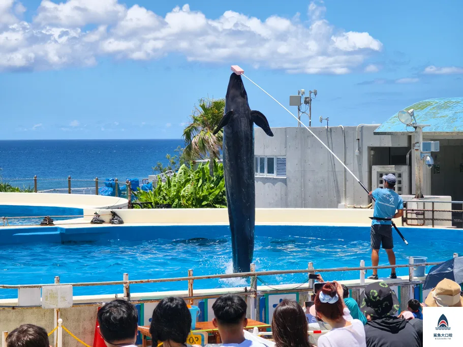 沖繩必去,沖繩必玩,沖繩美麗海水族館門票,沖繩景點推薦,沖繩水族館,沖繩美麗海水族館,沖繩海洋博公園 @鯊魚大口咬