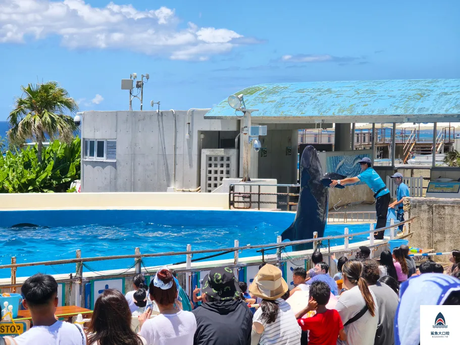 沖繩必去,沖繩必玩,沖繩美麗海水族館門票,沖繩景點推薦,沖繩水族館,沖繩美麗海水族館,沖繩海洋博公園 @鯊魚大口咬