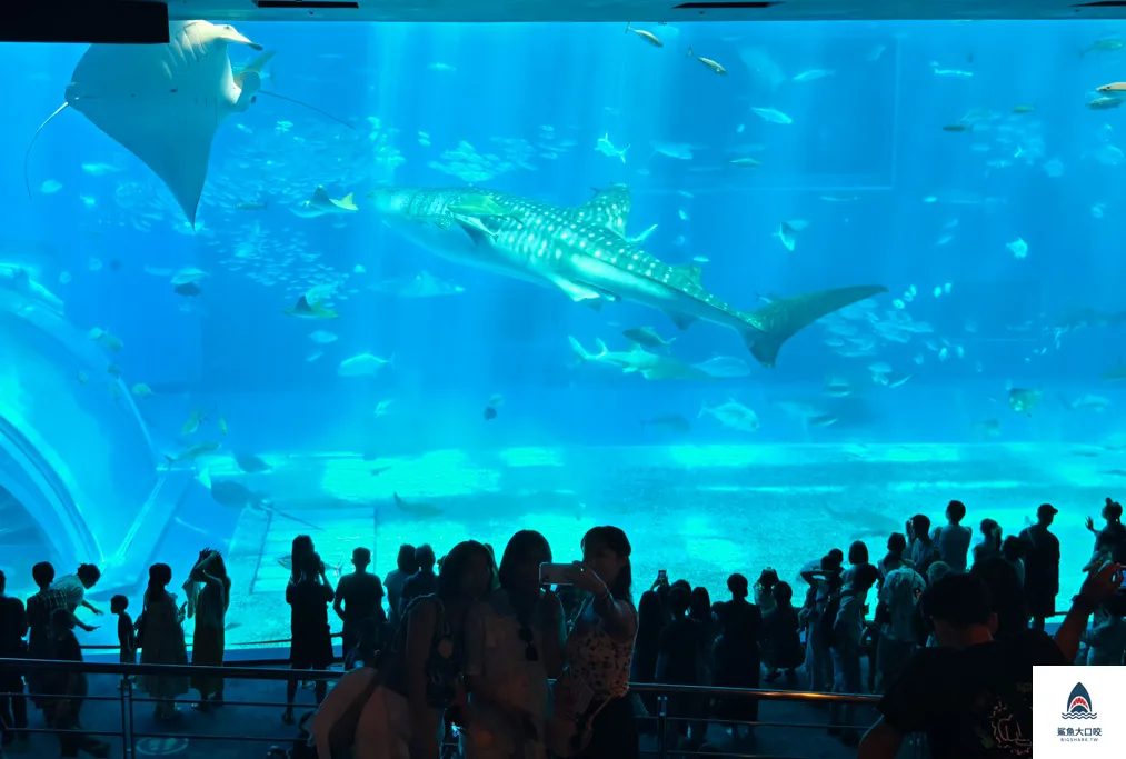 沖繩美麗海水族館門票,沖繩景點推薦,沖繩水族館,沖繩美麗海水族館,沖繩海洋博公園,沖繩必去,沖繩必玩 @鯊魚大口咬