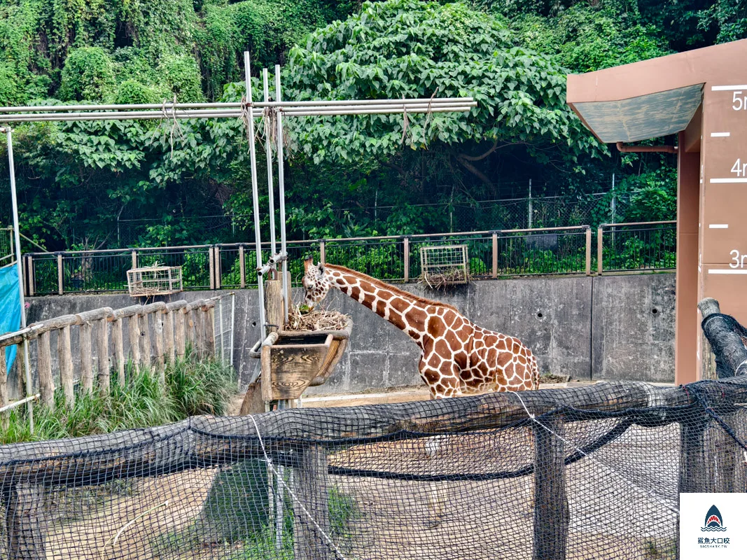 沖繩動物園,沖繩兒童王國門票,沖繩兒童王國交通,沖繩親子景點,沖繩景點推薦,沖繩兒童王國 @鯊魚大口咬