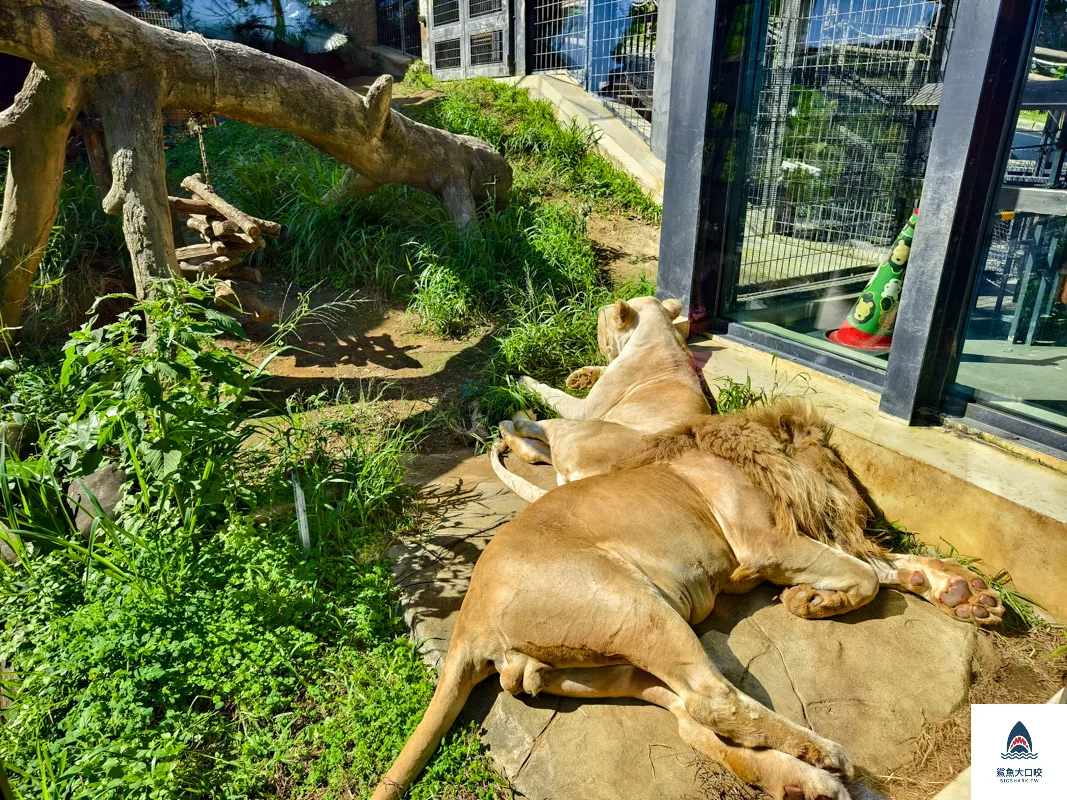 沖繩動物園,沖繩兒童王國門票,沖繩兒童王國交通,沖繩親子景點,沖繩景點推薦,沖繩兒童王國 @鯊魚大口咬