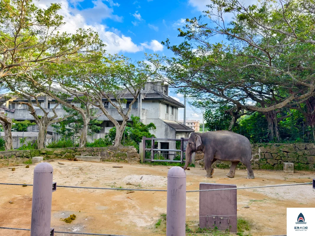 沖繩動物園,沖繩兒童王國門票,沖繩兒童王國交通,沖繩親子景點,沖繩景點推薦,沖繩兒童王國 @鯊魚大口咬