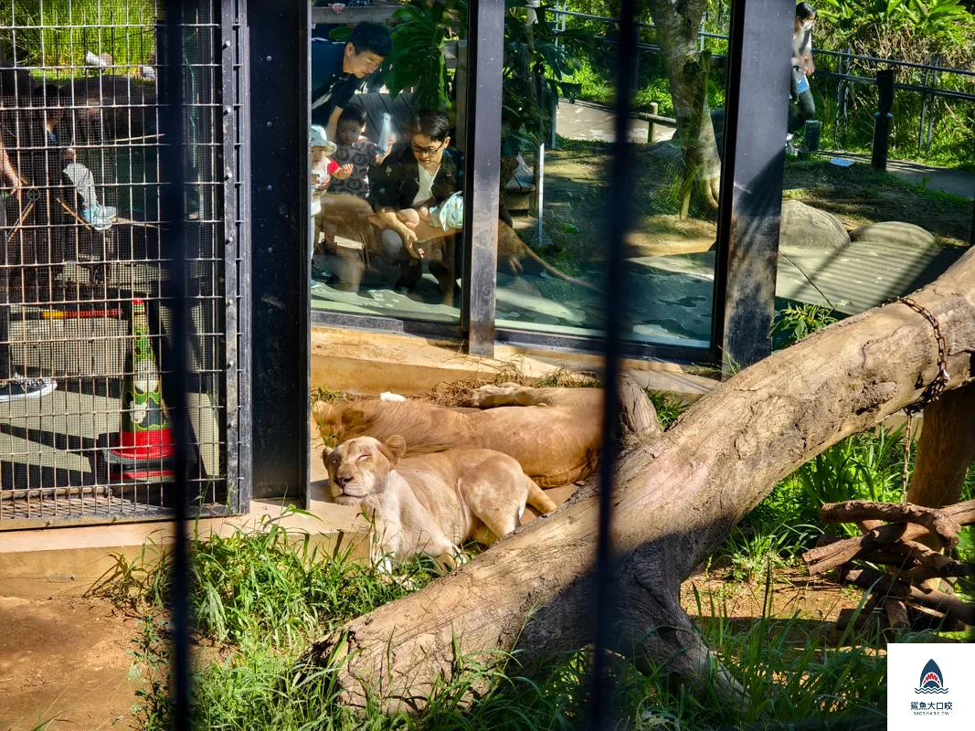 沖繩動物園,沖繩兒童王國門票,沖繩兒童王國交通,沖繩親子景點,沖繩景點推薦,沖繩兒童王國 @鯊魚大口咬